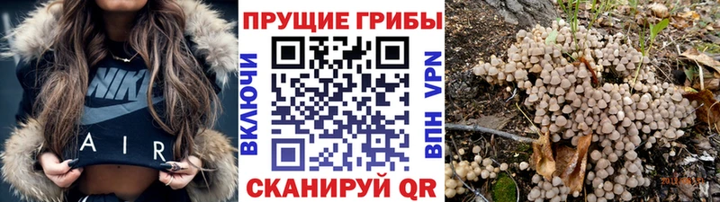 Псилоцибиновые грибы Psilocybe  Североморск 